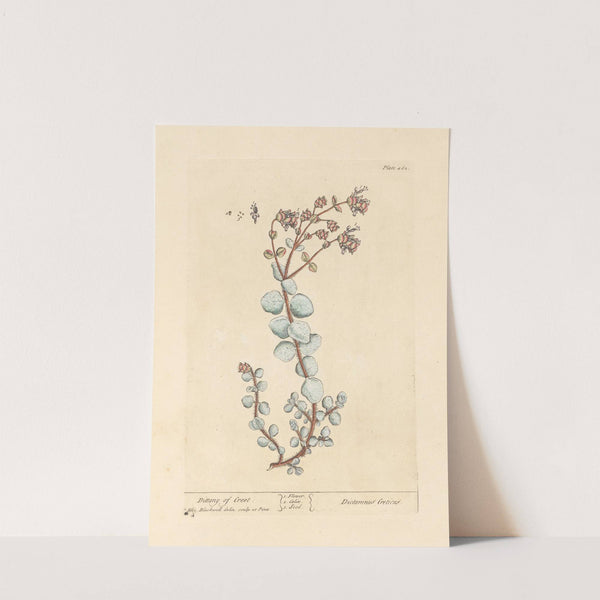 Dittany of creet (1739) by Elizabeth Blackwell