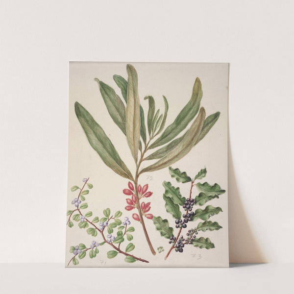 Divaricate Suttonia; Toro; Mapu by Sarah Featon