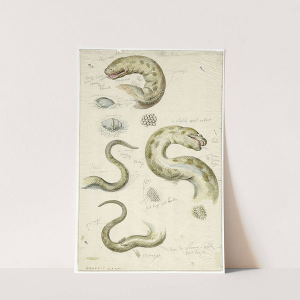 Diverse aanzichten van een slang, met bijschriften by David Humbert de Superville