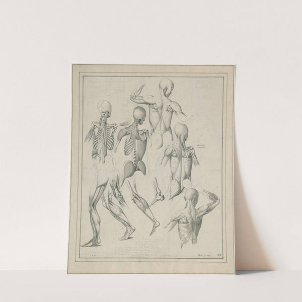 Diverse anatomische tekeningen: skelet, spieren, etc by David Humbert de Superville