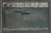 Diving Cormorant (1900)