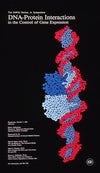 DNA-protein interactions in the control of gene expression