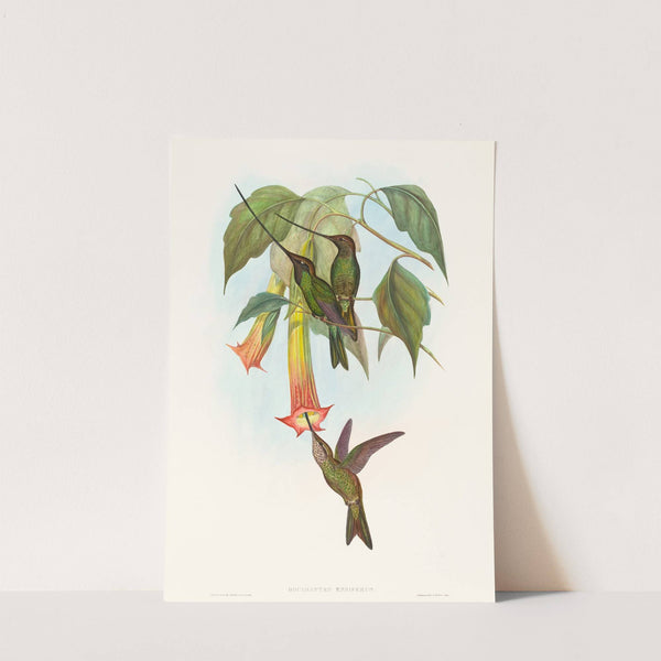 Docimastes ensiferus (Sword-billed Hummingbird) by John Gould