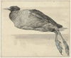 Dode meerkoet