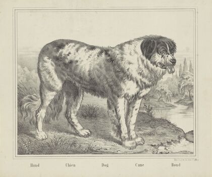 Dog (1829-1880)