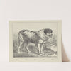Dog (1829-1880) by Joseph Scholz