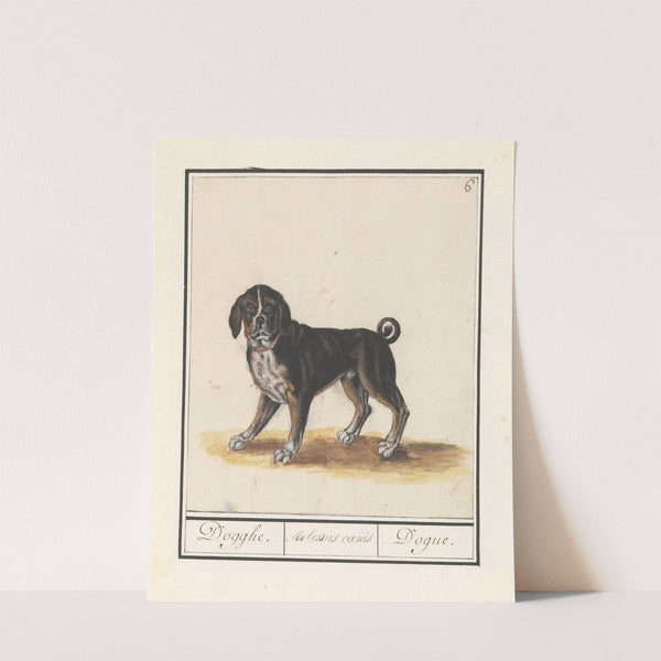 Dog (Canis lupus familiaris) Dogghe. Molossus canis Dogue. (1596-1610) by Anselmus Boëtius de Boodt