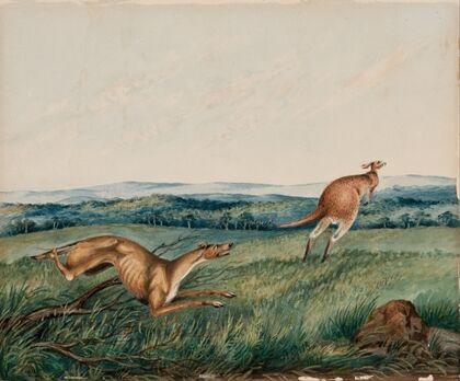 Dog chasing a kangaroo (1872)