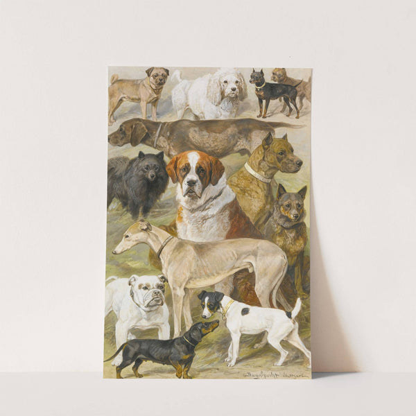 Dog Studies by August Specht