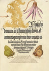 Dog-Tooth Violet and Butterflies (1561–1596)
