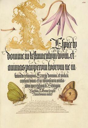 Dog-Tooth Violet and Butterflies (1561–1596)