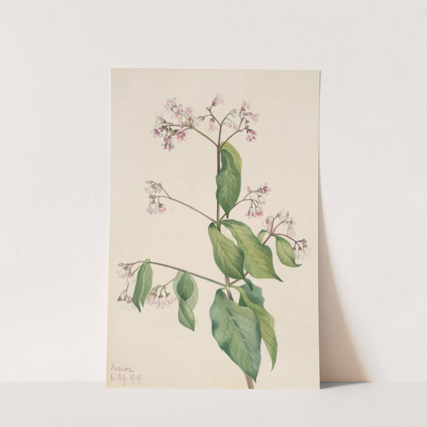 Dogbane (Apocyum androsaemfolium) (1919) by Mary Vaux Walcott