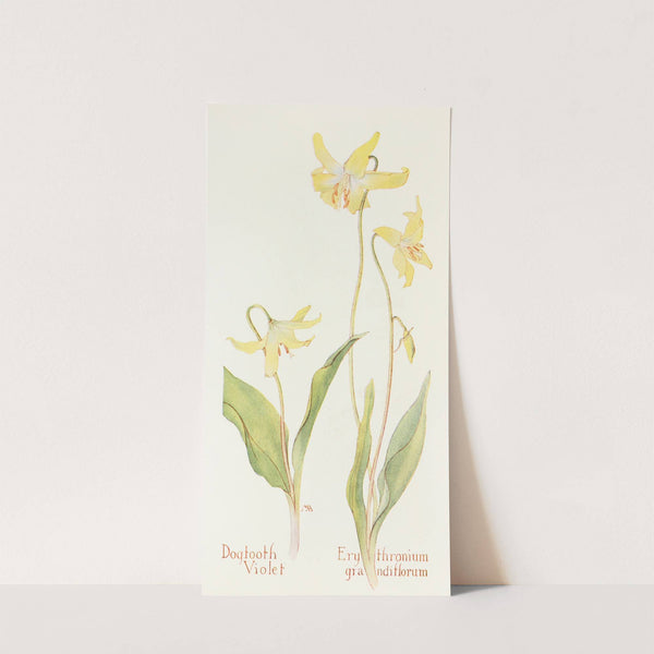 Dogtooth Violet by Margaret Armstrong