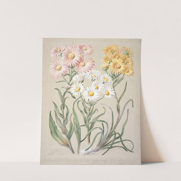 Dolichoglottis lyallii; Dolichoglottis scorzoneroides; (New Zealand snow groundsels) by Sarah Featon