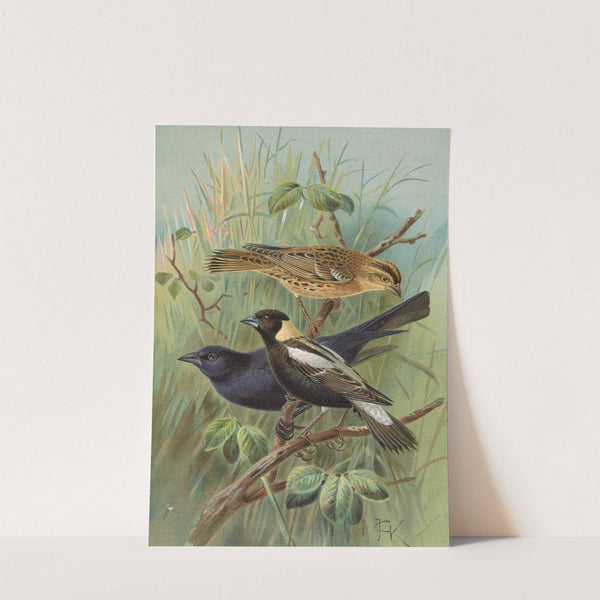 Dolichonyx oryzivorus, Molothrus Cabanisii Cassin by Johann Friedrich Naumann