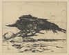 Dolphin (1915)