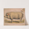 Domestic pig (1874) by Louis Prang & Co.