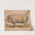 Domestic pig (1874) by Louis Prang & Co.