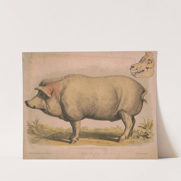 Domestic pig (1874) by Louis Prang & Co.