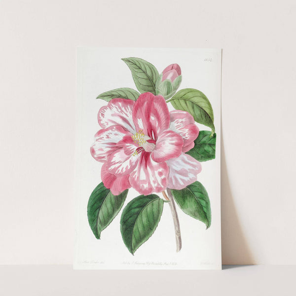 Donckelaer's Japan Camellia by Sydenham Edwards