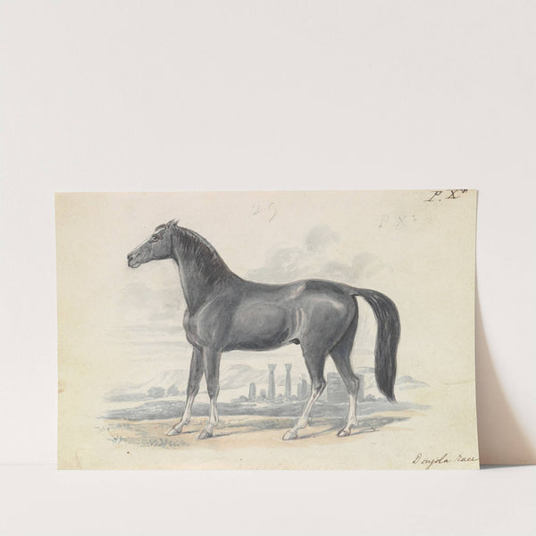 Dongola Horse (1837) by Charles Hamilton Smith