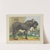 Donkey (1829-1880) by Joseph Scholz