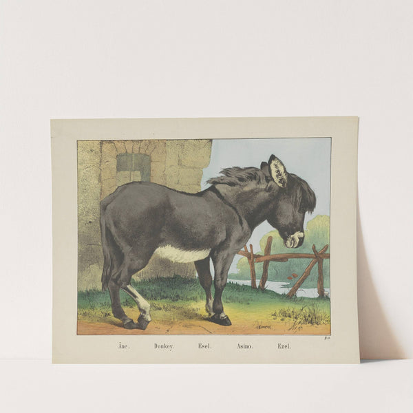 Donkey (1829-1880) by Joseph Scholz