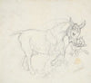Donkey Holding Dog in its Mouth