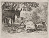 Donkeys (1620–55)