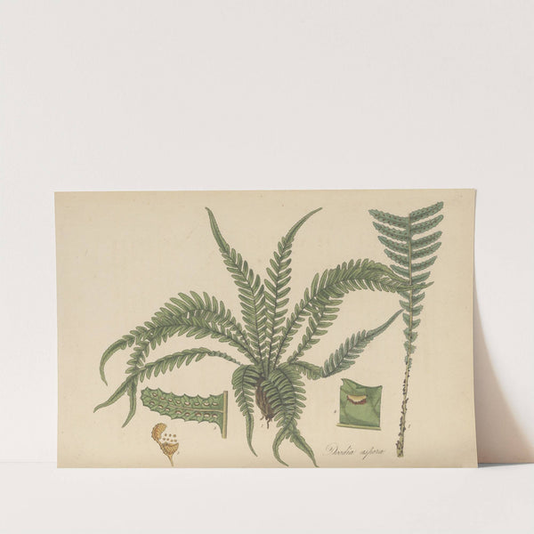 Doodia aspera by William Jackson Hooker