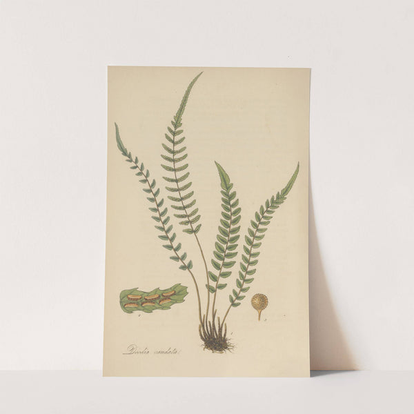 Doodia caudata by William Jackson Hooker