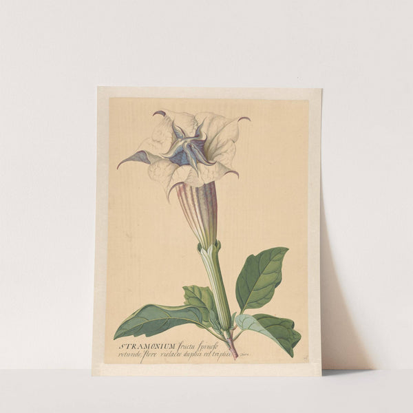 Doornappel by Hendrik Schwegman