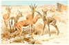 Dorcas Gazelle (1893-1896)