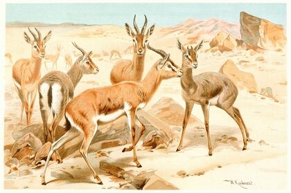 Dorcas Gazelle (1893-1896)