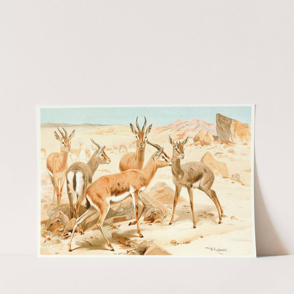 Dorcas Gazelle (1893-1896) by Wilhelm Kuhnert