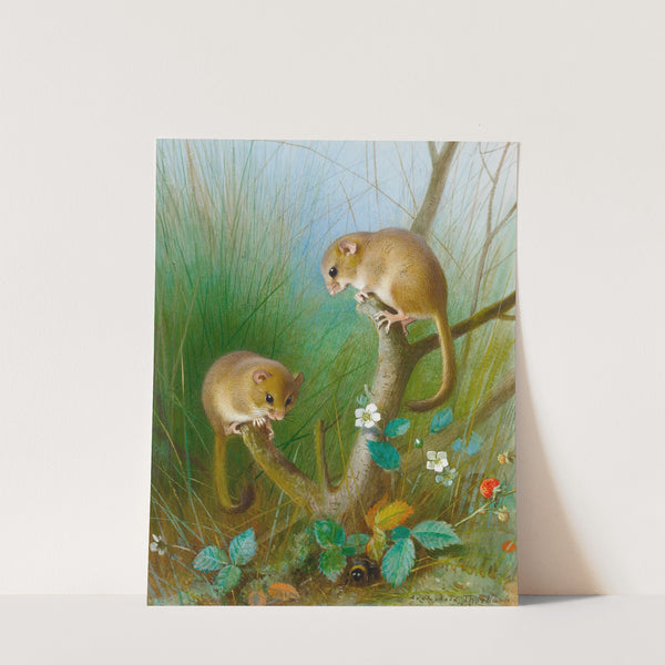 Dormice (1903) by Archibald Thorburn