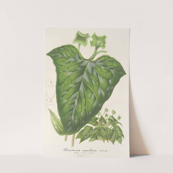 Dorstenia maculata by Charles Antoine Lemaire