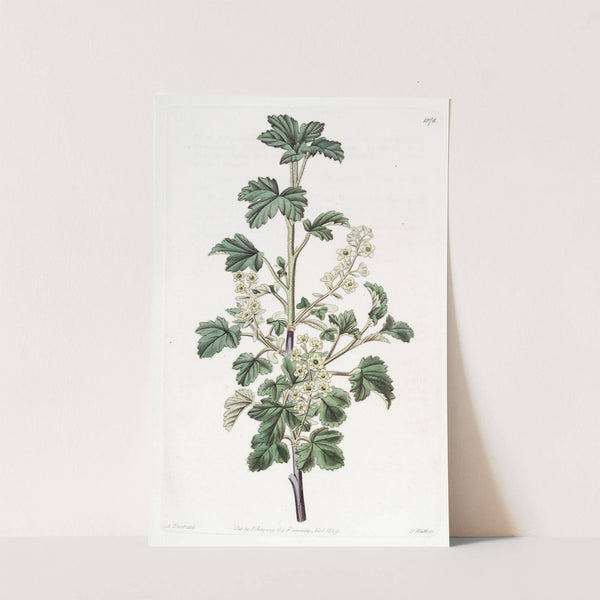 Dotted Currant. by Sydenham Edwards