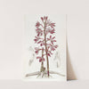 Dotted Dipodium by Sydenham Edwards