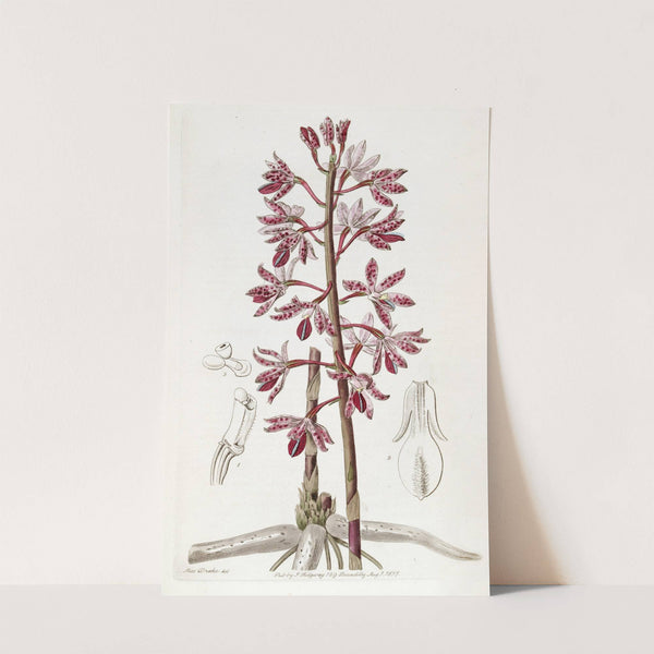 Dotted Dipodium by Sydenham Edwards