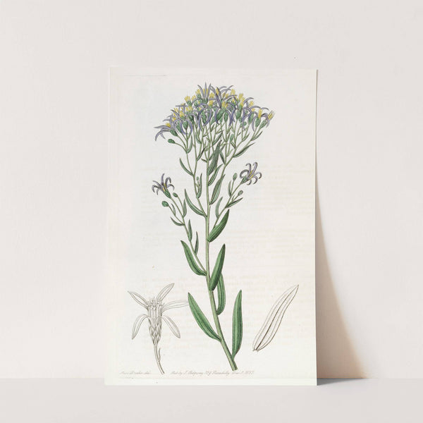 Dotted Galatella by Sydenham Edwards