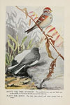 Dotty the Tree Sparrow, Slaty the Junco