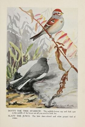 Dotty the Tree Sparrow, Slaty the Junco