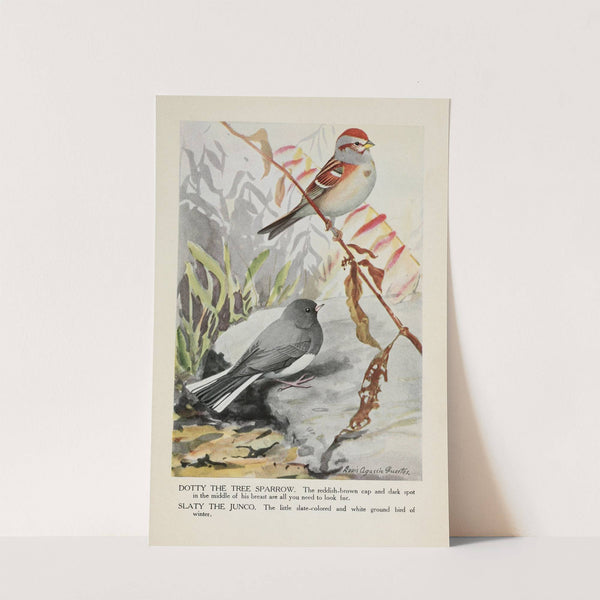 Dotty the Tree Sparrow, Slaty the Junco by Louis Agassiz Fuertes