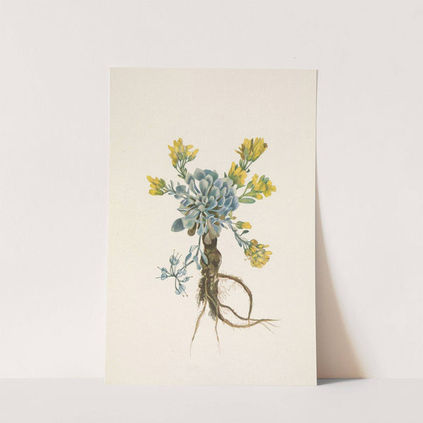 Double Bladderpod (flower). Physaria didymocarpa (1925) by Mary Vaux Walcott