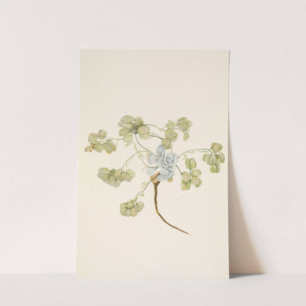 Double Bladderpod (fruit). Physaria didymocarpa (1925) by Mary Vaux Walcott