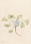 Double Bladderpod (Physaria didymocarpa) (1920)