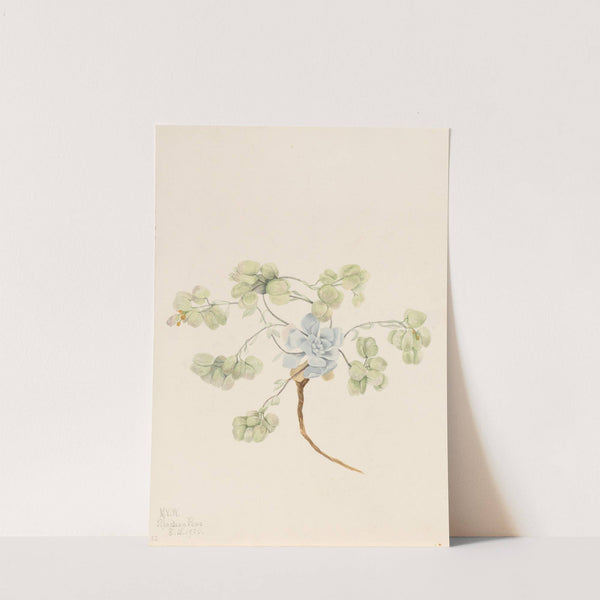 Double Bladderpod (Physaria didymocarpa) (1920) by Mary Vaux Walcott