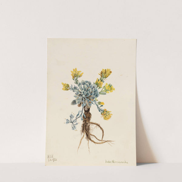 Double Bladderpod (Physaria didymocarpa) (1920) by Mary Vaux Walcott