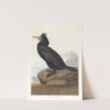 Double-crested cormorant by John James Audubon